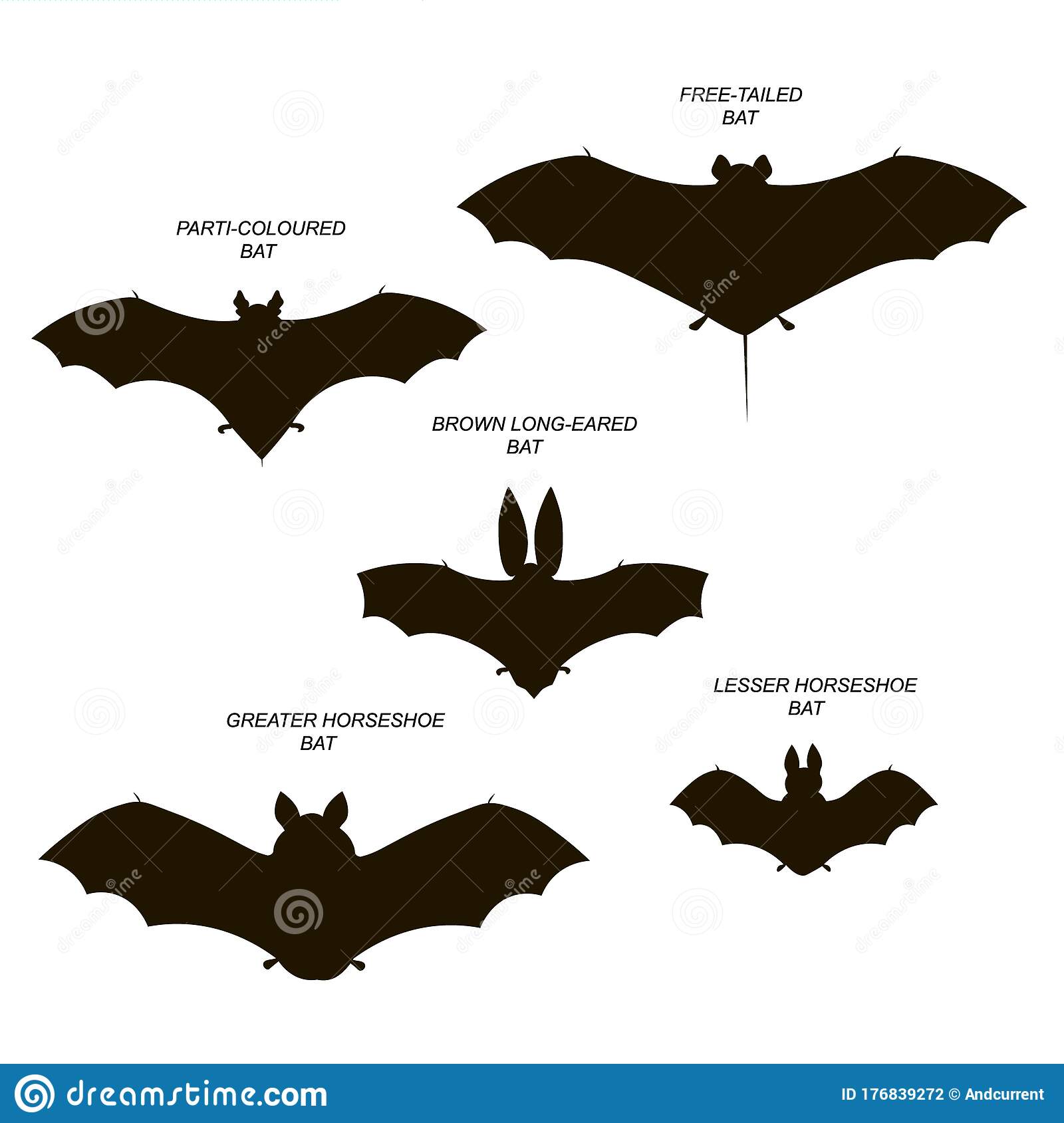 Detail Free Bat Vector Nomer 42