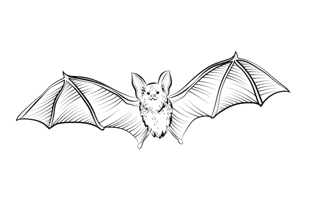 Detail Free Bat Vector Nomer 57