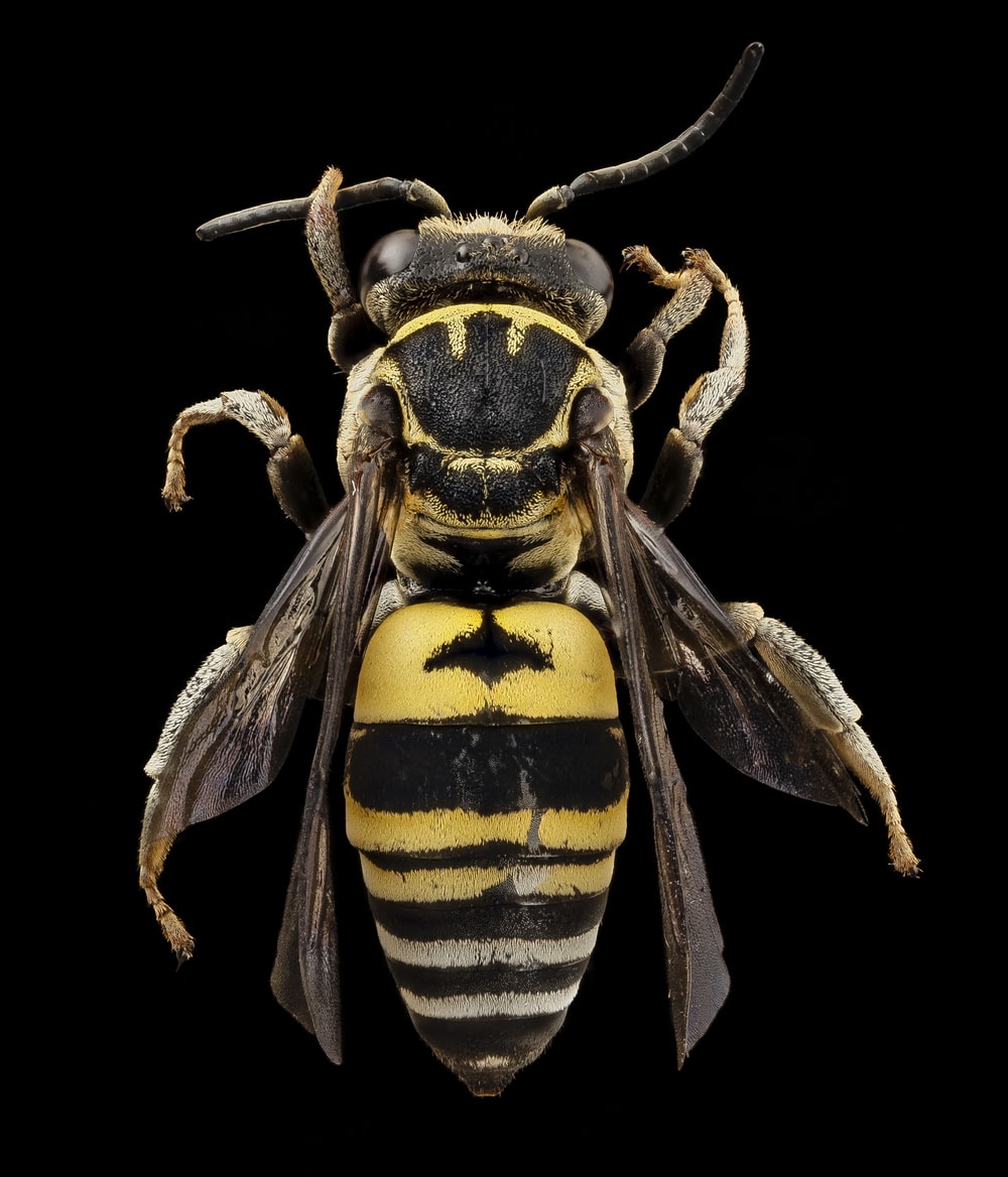 Detail Free Bee Image Nomer 50