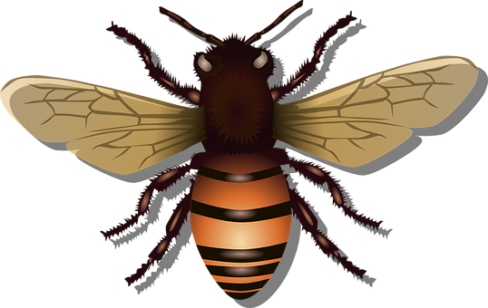 Detail Free Bee Images Nomer 45