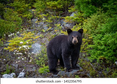 Detail Free Black Bear Images Nomer 29