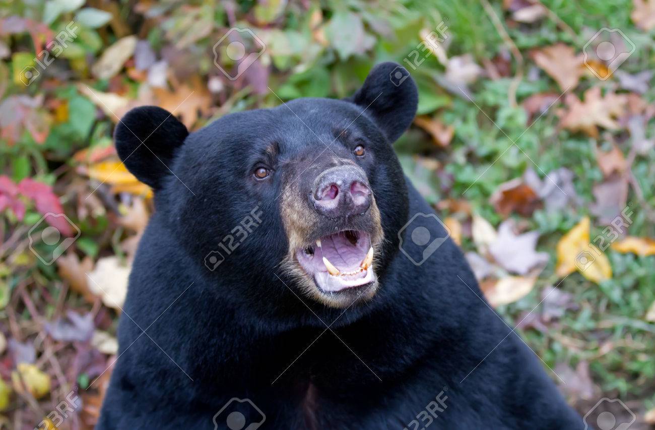 Detail Free Black Bear Images Nomer 35