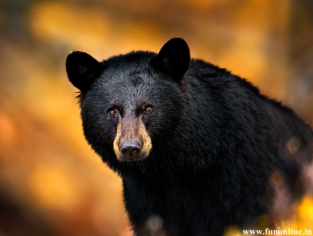 Detail Free Black Bear Images Nomer 5