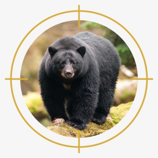 Detail Free Black Bear Images Nomer 47