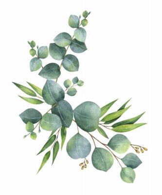 Detail Eukalyptus Aquarell Nomer 4