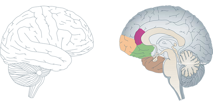 Detail Free Brain Images Nomer 47