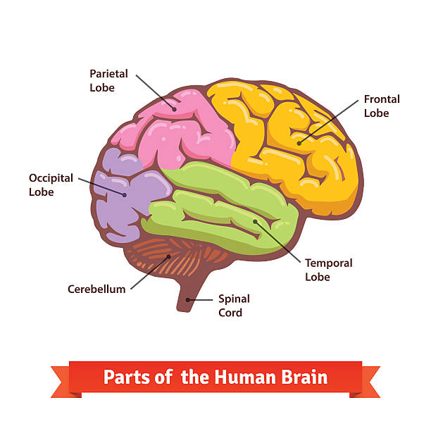 Detail Free Brain Images Nomer 54