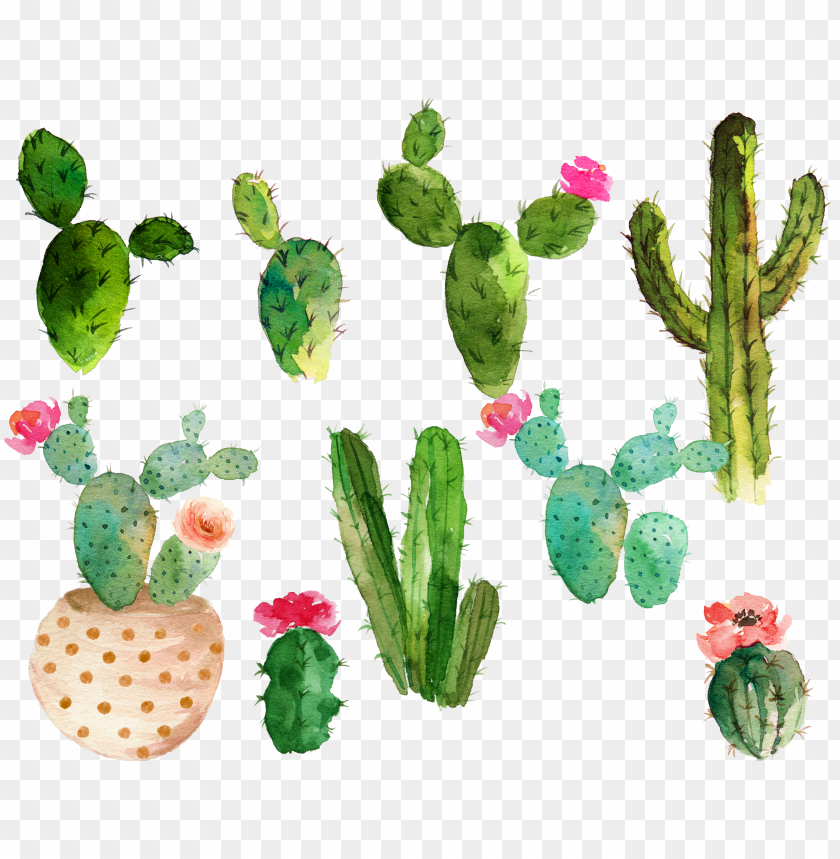 Detail Free Cactus Images Nomer 26