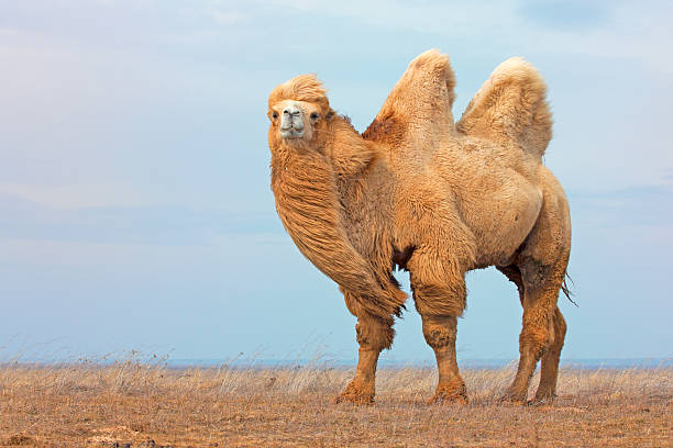 Detail Free Camel Nomer 30