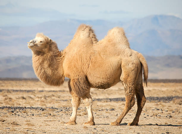 Detail Free Camel Nomer 32