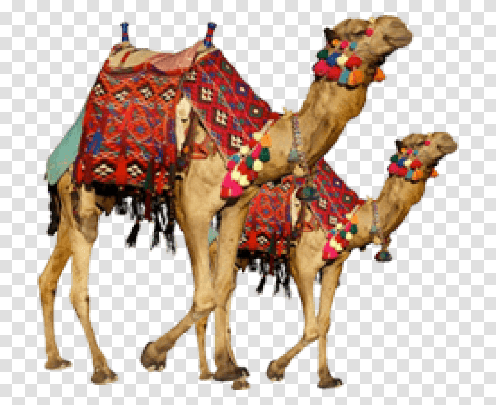 Detail Free Camel Nomer 40
