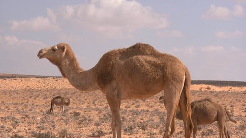 Detail Free Camel Nomer 47