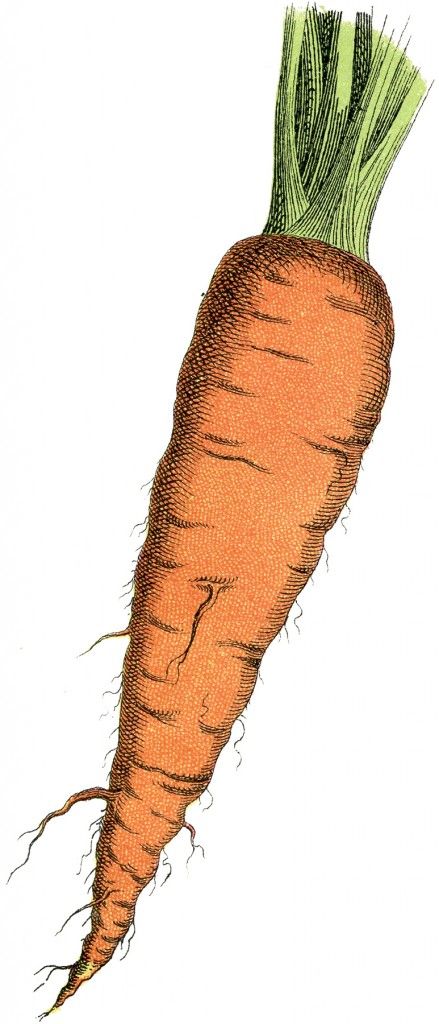 Detail Free Carrot Images Nomer 23