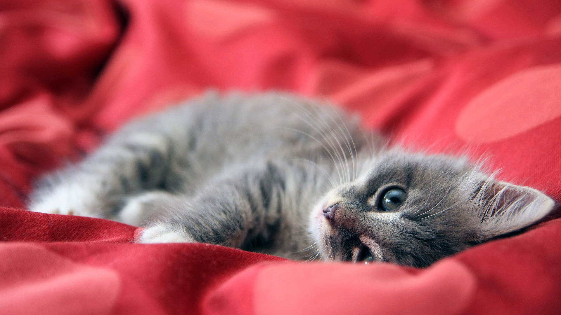 Detail Free Cat Background Nomer 17
