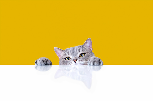 Detail Free Cat Background Nomer 44