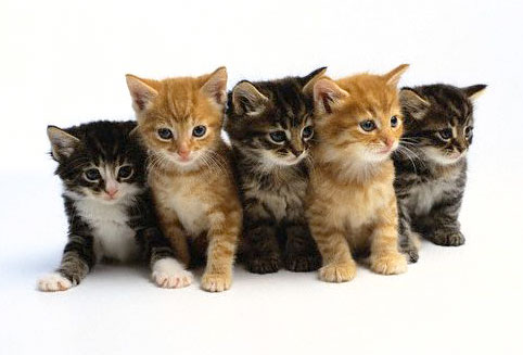 Detail Free Cat Image Nomer 56