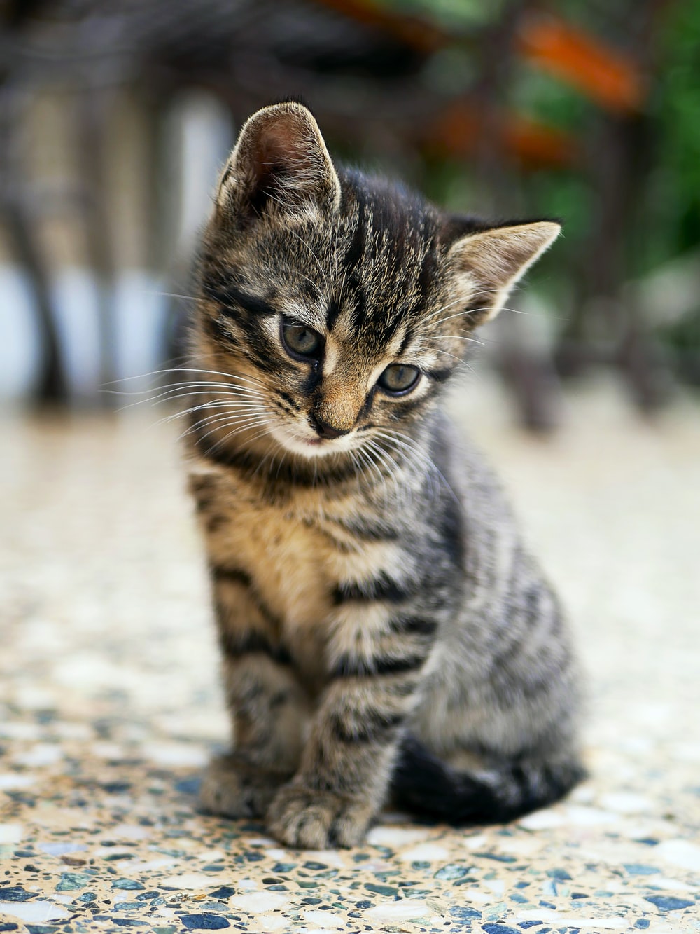 Free Cat Pictures To Download - KibrisPDR