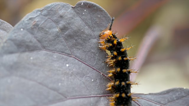 Detail Free Caterpillar Nomer 35