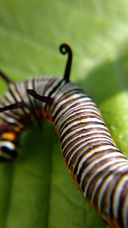 Detail Free Caterpillar Nomer 38