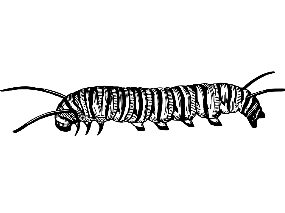 Detail Free Caterpillar Nomer 45