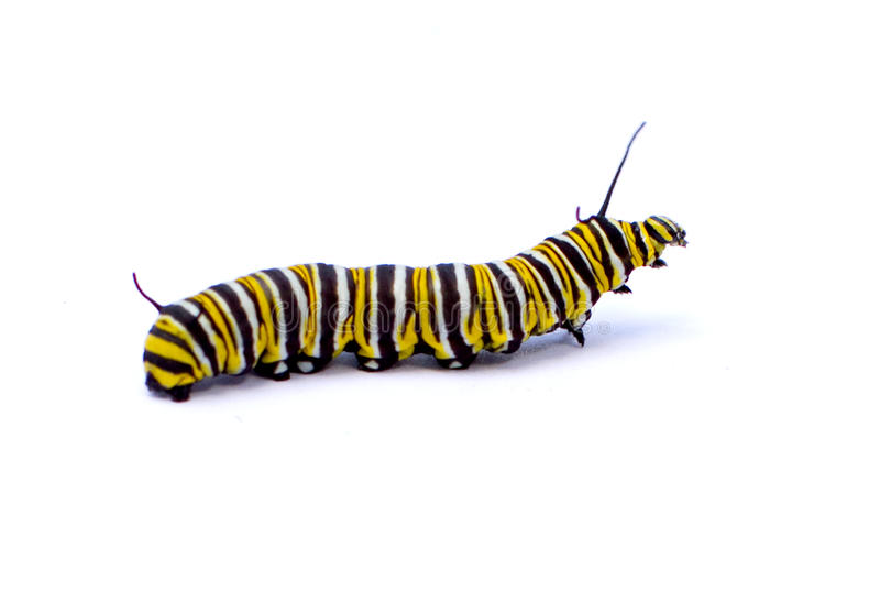 Detail Free Caterpillar Nomer 8