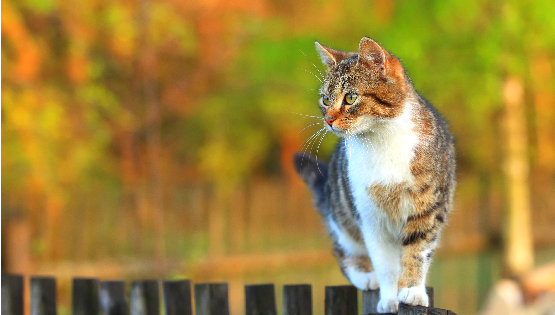 Download Free Cats Images Nomer 54