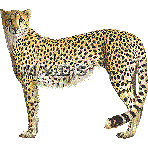 Detail Free Cheetah Clip Art Nomer 8