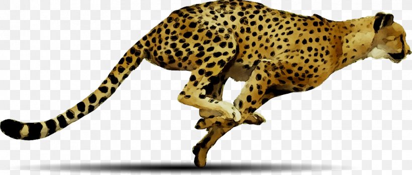 Detail Free Cheetah Clip Art Nomer 16