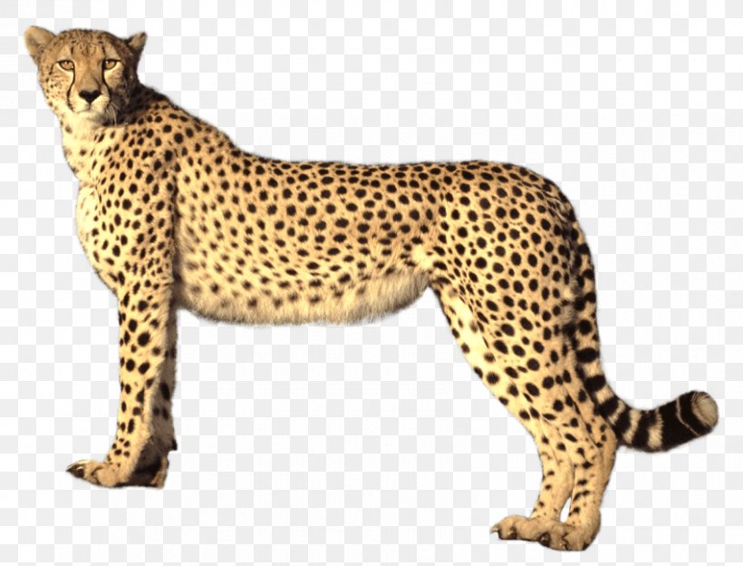 Detail Free Cheetah Clip Art Nomer 20