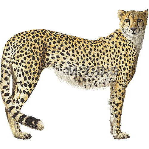 Detail Free Cheetah Clip Art Nomer 4