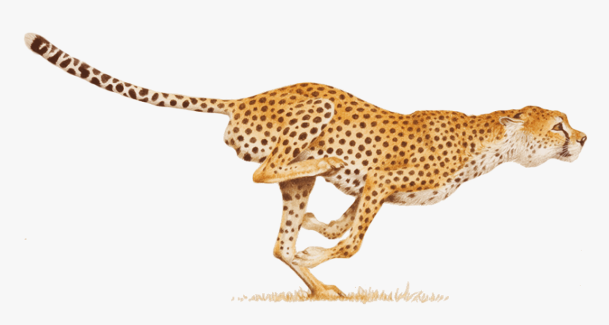 Detail Free Cheetah Clip Art Nomer 33