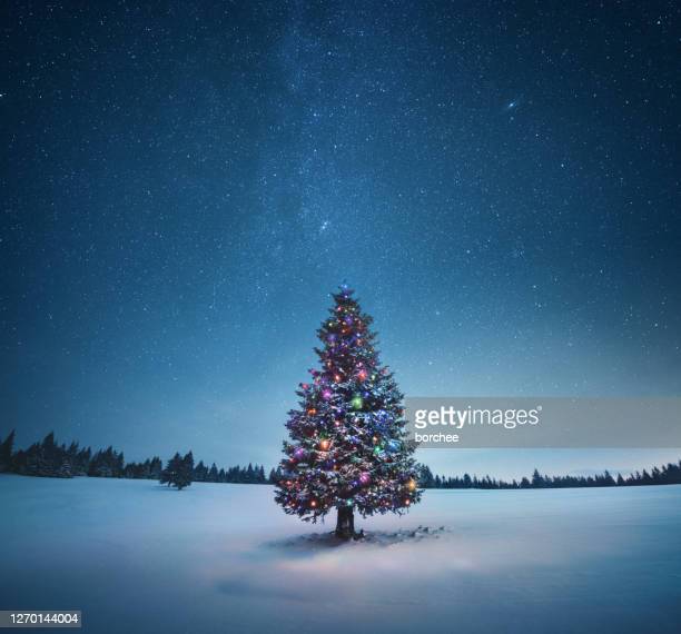 Detail Free Christmas Tree Images Nomer 19