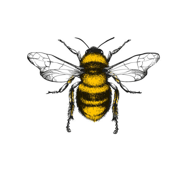 Detail Free Clipart Bee Nomer 9