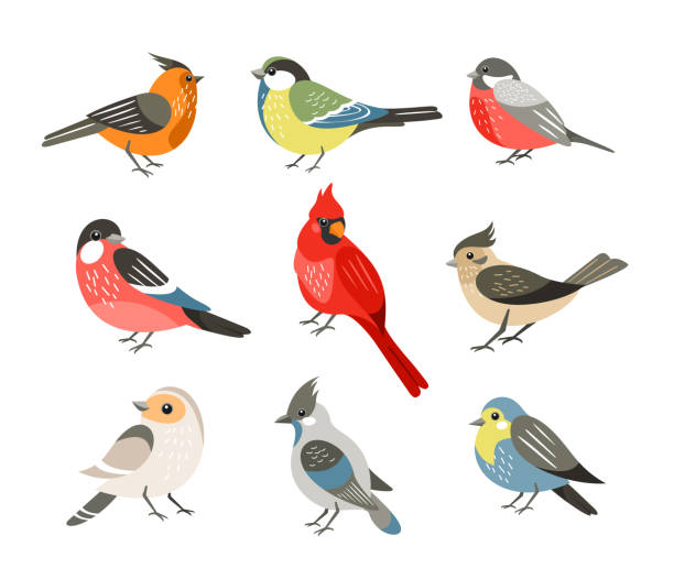 Free Clipart Birds - KibrisPDR