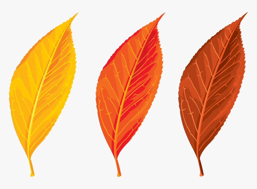 Detail Free Clipart Fall Leaves Nomer 28