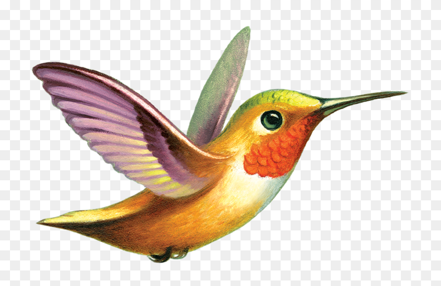 Download Free Clipart Hummingbird Nomer 14