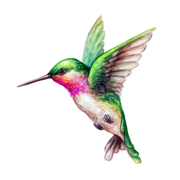 Detail Free Clipart Hummingbird Nomer 3