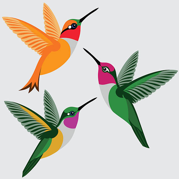 Detail Free Clipart Hummingbird Nomer 20