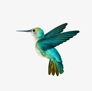 Detail Free Clipart Hummingbird Nomer 21