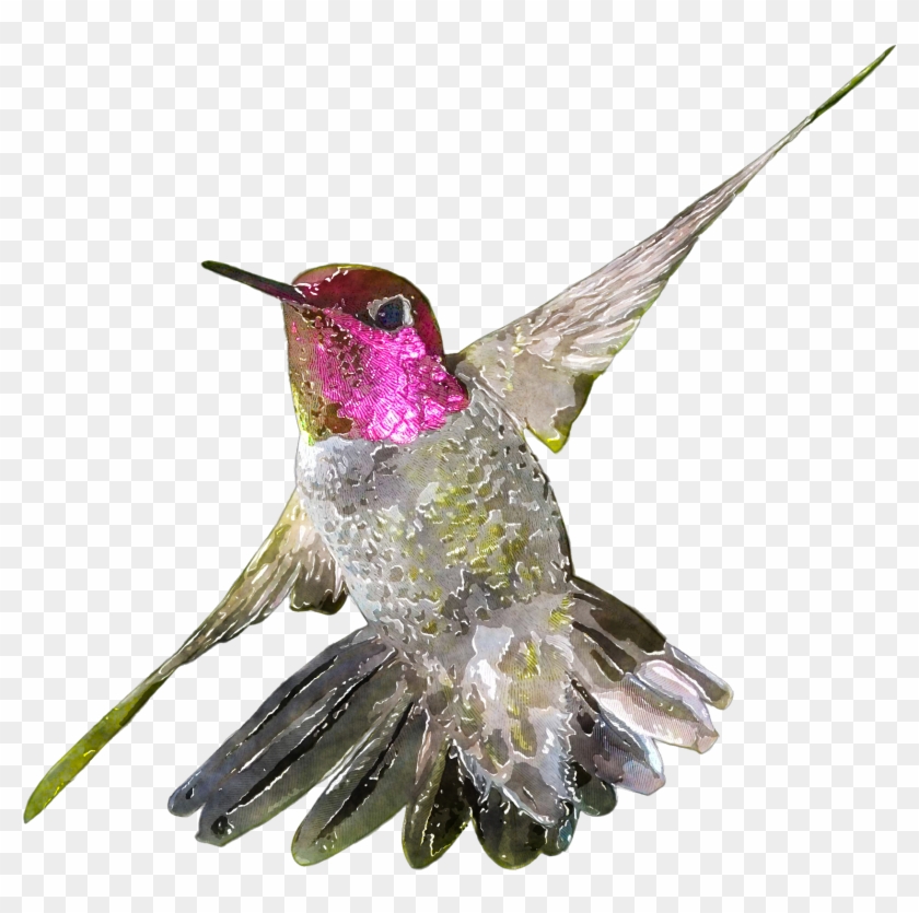 Detail Free Clipart Hummingbird Nomer 44