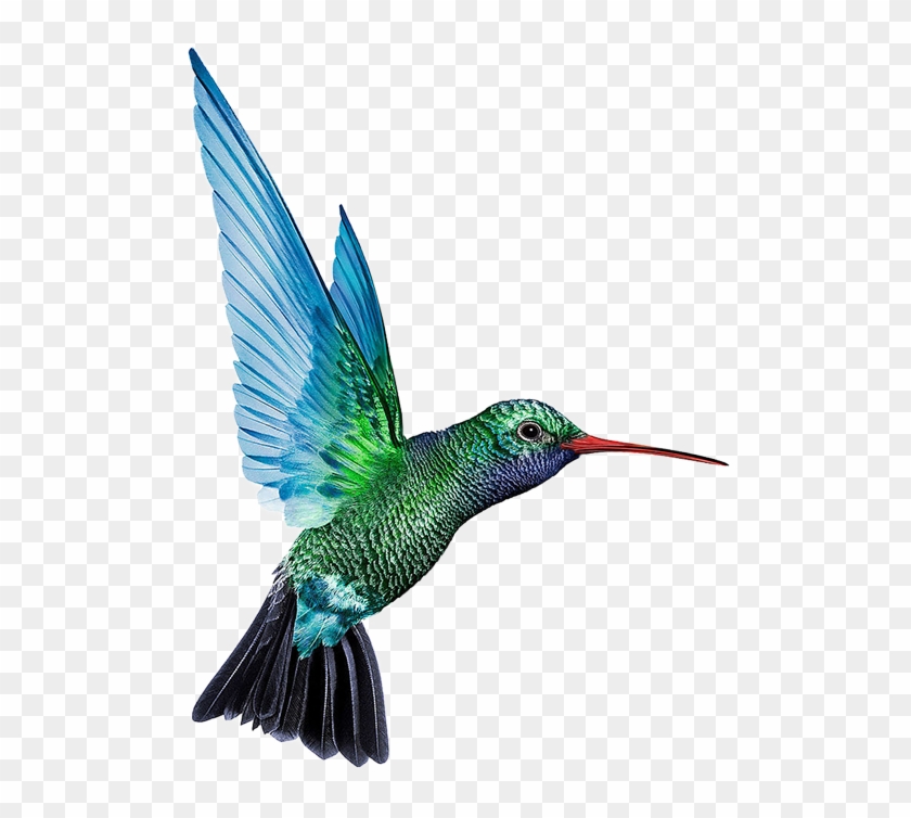 Download Free Clipart Hummingbird Nomer 48