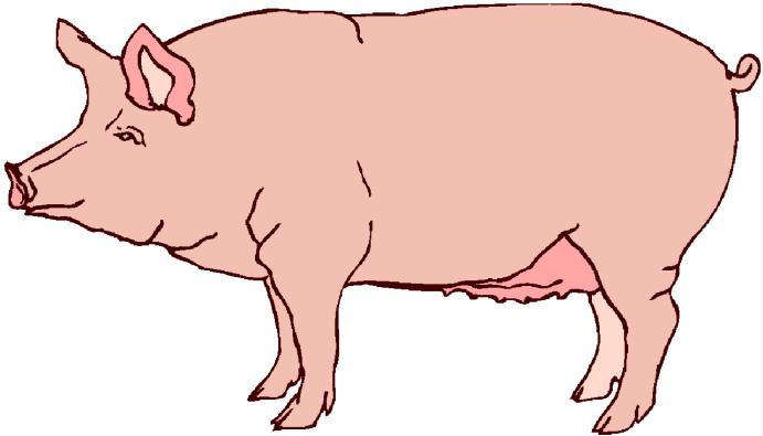 Detail Free Clipart Pig Nomer 7