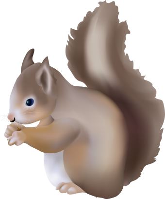 Detail Free Clipart Squirrel Nomer 30