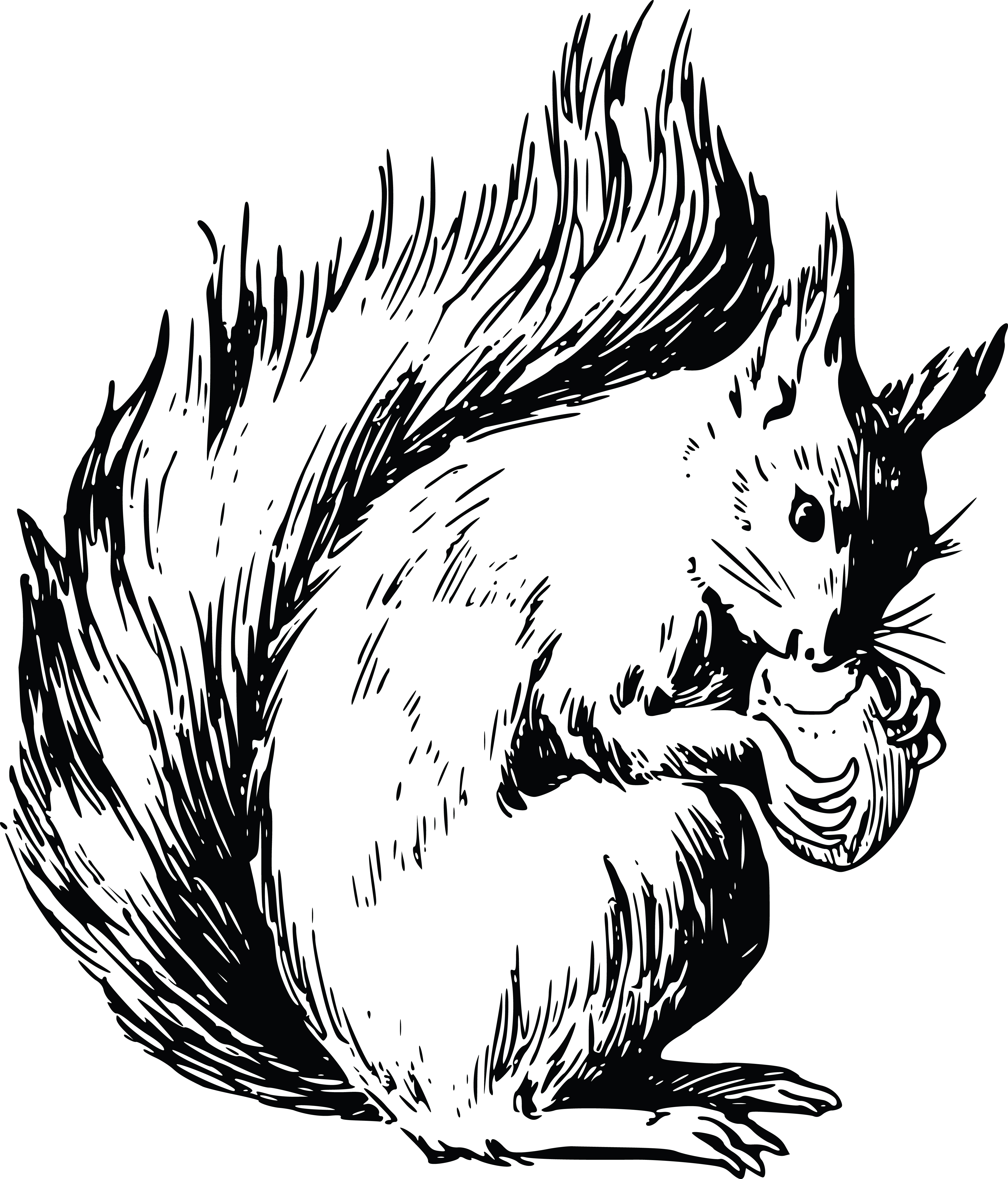 Detail Free Clipart Squirrel Nomer 35