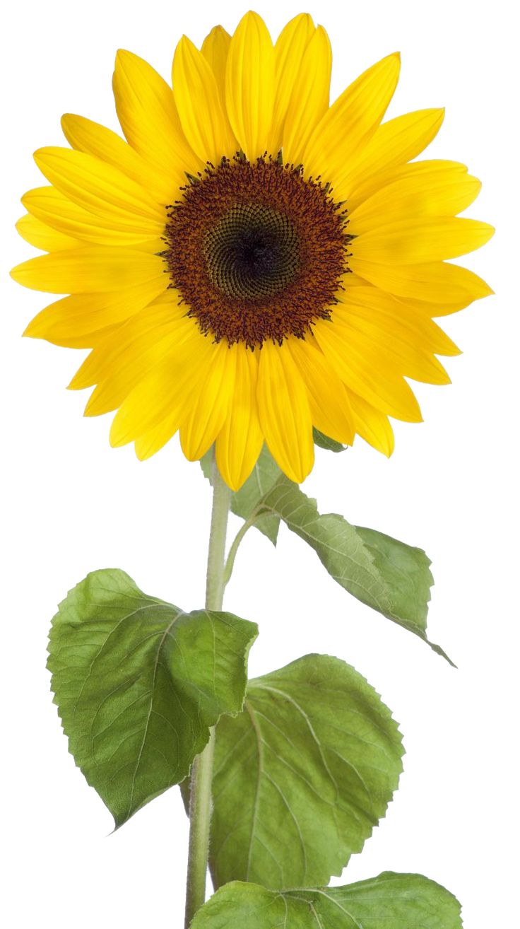 Detail Free Clipart Sunflower Nomer 19