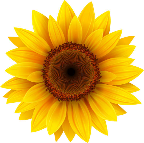 Detail Free Clipart Sunflower Nomer 3