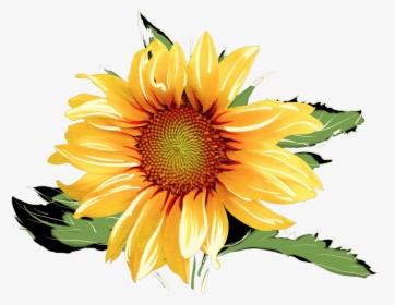 Detail Free Clipart Sunflower Nomer 30