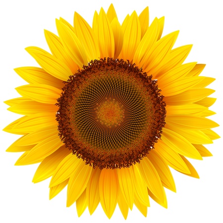 Detail Free Clipart Sunflower Nomer 4