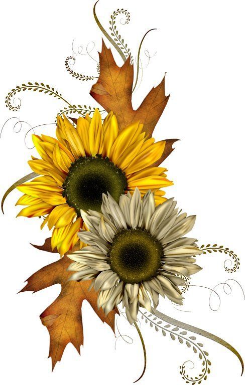 Detail Free Clipart Sunflower Nomer 34