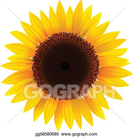 Detail Free Clipart Sunflower Nomer 40